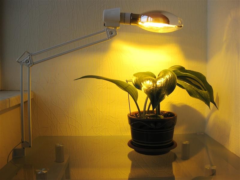 Lampe de sodium pour plantes